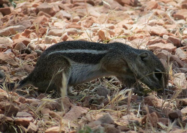 White-tailed Antelope Squirrel